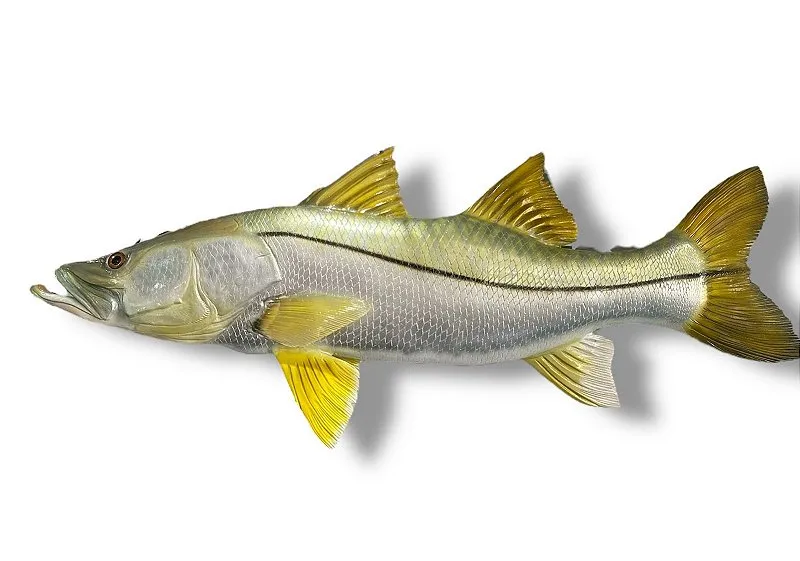 Peixe Robalo de Parede de Resina Ornamental