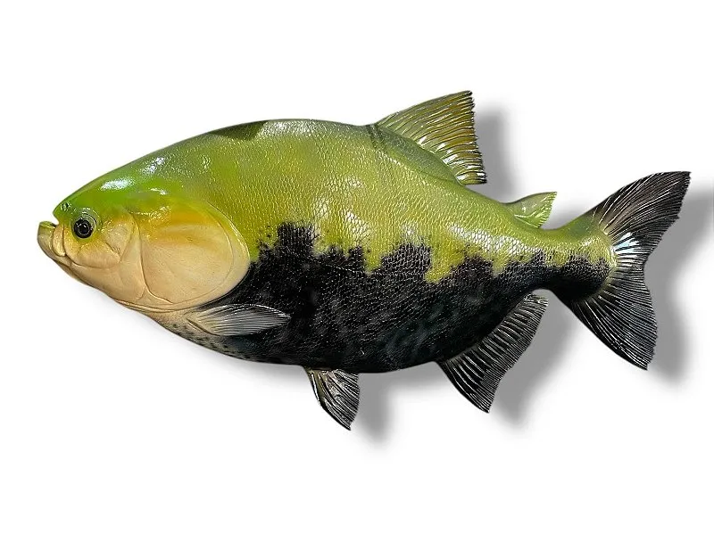 Peixe Tambaqui de Parede de Resina Ornamental